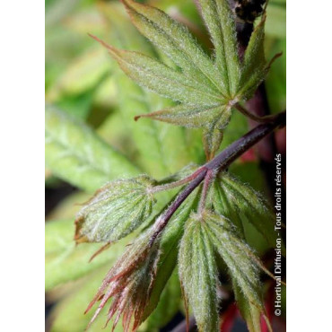 ACER palmatum OSAKAZUKI