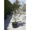 ACER palmatum OSAKAZUKI En pot de 35-50 litres