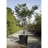 ACER palmatum OSAKAZUKI En pot de 50-70 litres