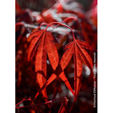 ACER palmatum ENKAN