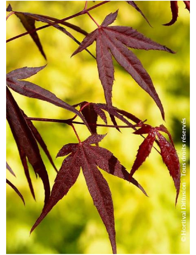 ACER palmatum ENKAN