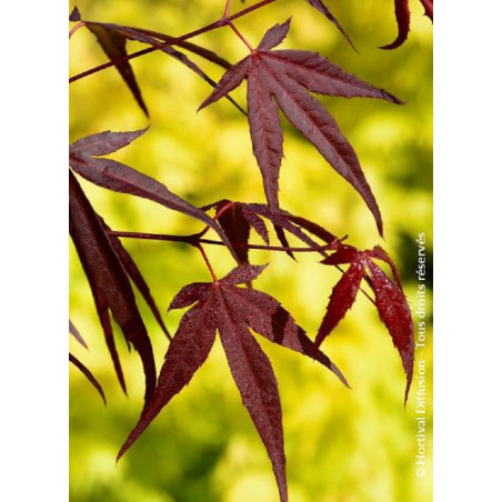 ACER palmatum ENKAN