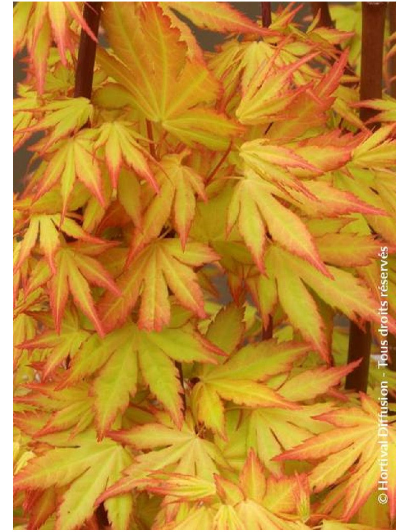 ACER palmatum ORANGE DREAM