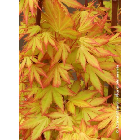 ACER palmatum ORANGE DREAM