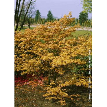 ACER palmatum ORANGE DREAM