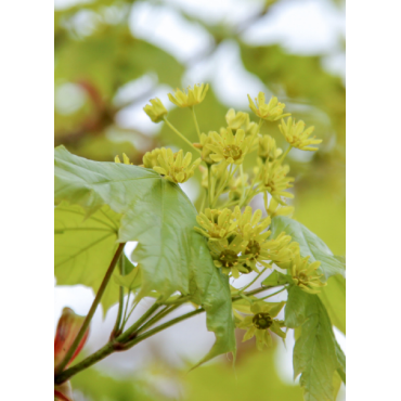 ACER platanoides COLUMNARE