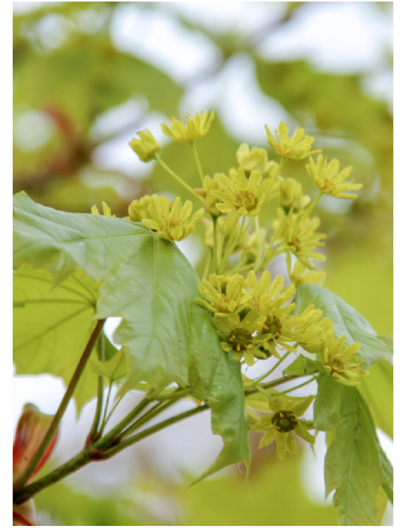 ACER platanoides COLUMNARE