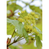 ACER platanoides COLUMNARE