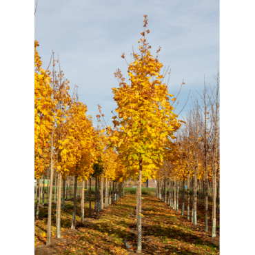 ACER platanoides COLUMNARE