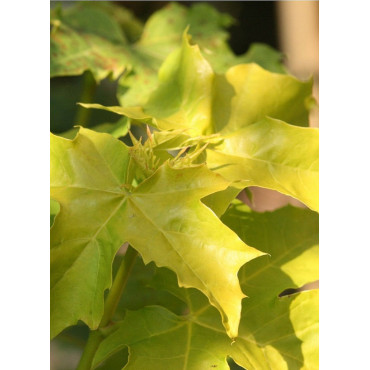 ACER platanoides PRINCETON GOLD