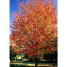 ACER rubrum