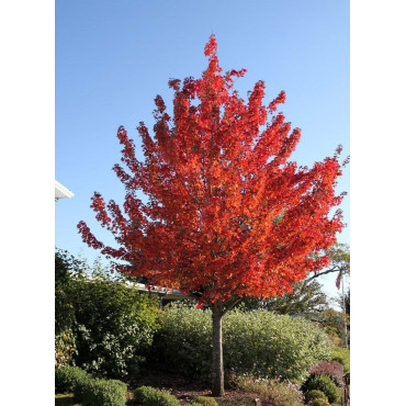 ACER rubrum