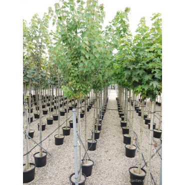 ACER rubrum En pot de 35-50 litres forme tige hauteur du tronc 180-200 cm