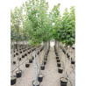 ACER rubrum En pot de 35-50 litres forme tige hauteur du tronc 180-200 cm