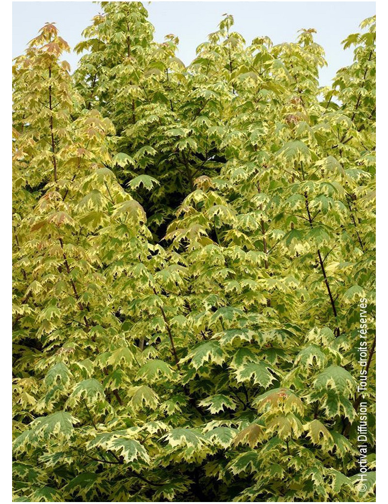 ACER platanoides DRUMONDII