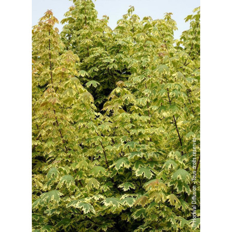 ACER platanoides DRUMONDII