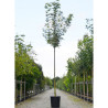 ACER platanoides DRUMMONDII En pot de 35-50 litres forme tige hauteur du tronc 180-200 cm