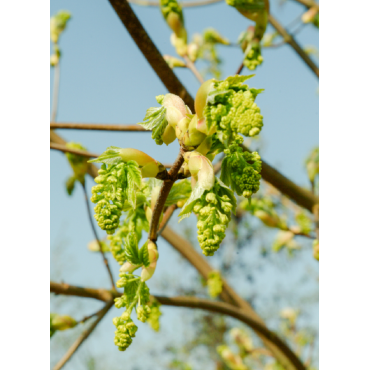 ACER pseudoplatanus