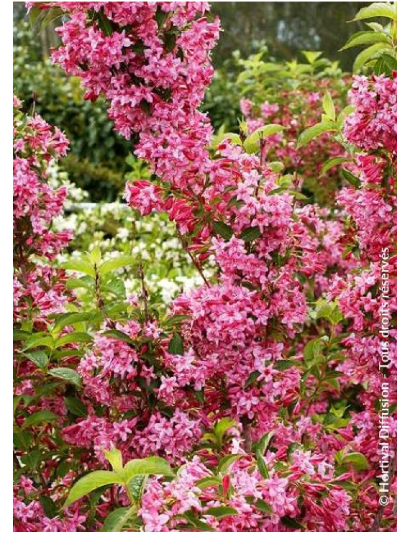 WEIGELA STELZNERI