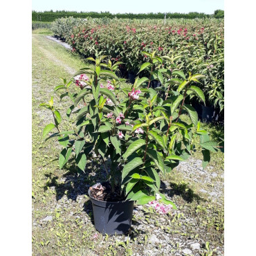 WEIGELA STELZNERI Enpot de 10-12 litres