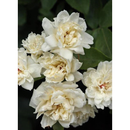 ROSA banksiae ALBA PLENA