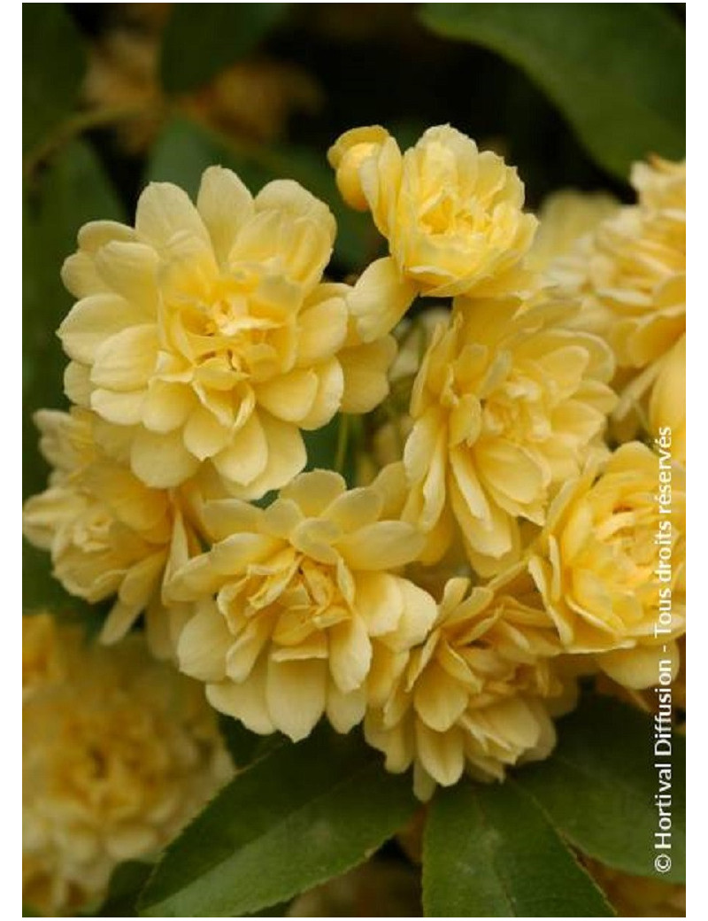 ROSA banksiae LUTEA