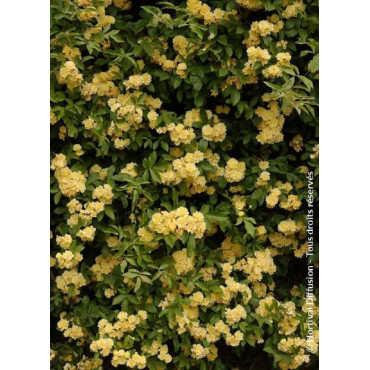 ROSA banksiae LUTEA