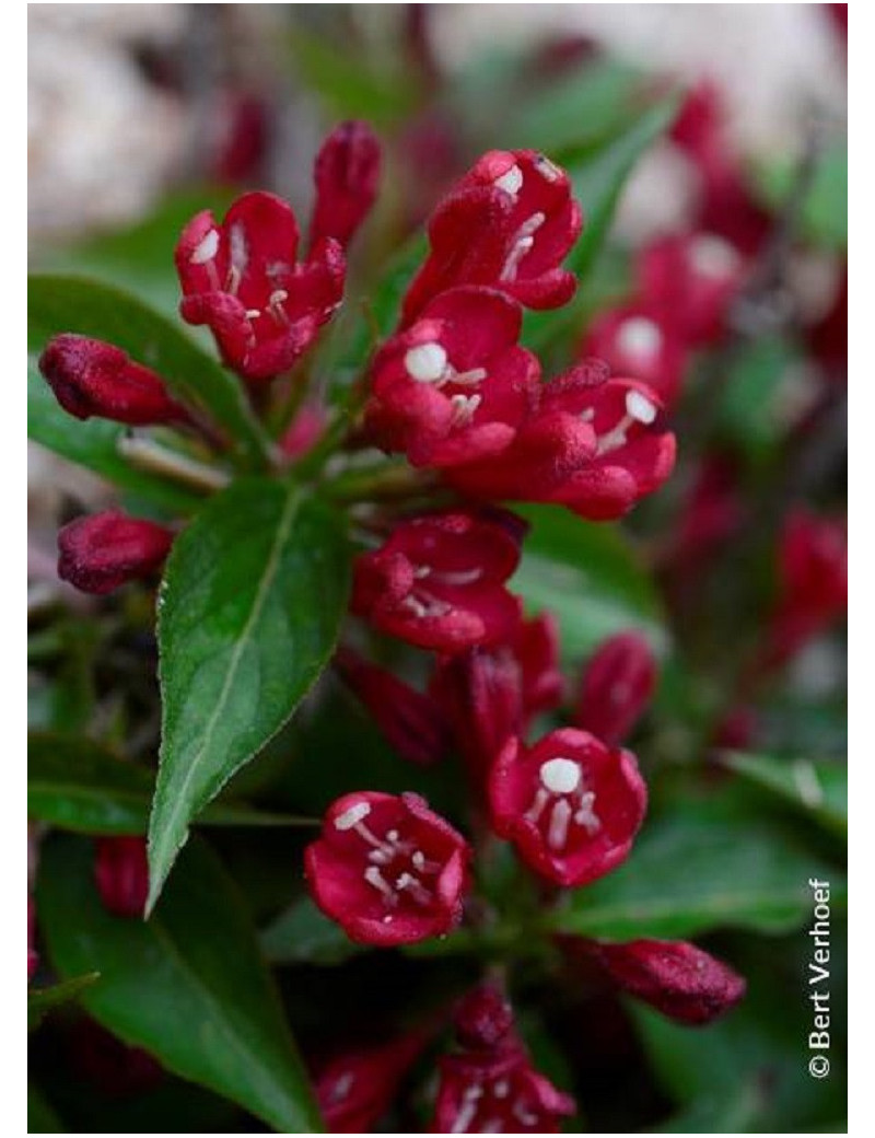 WEIGELA ALL SUMMER RED