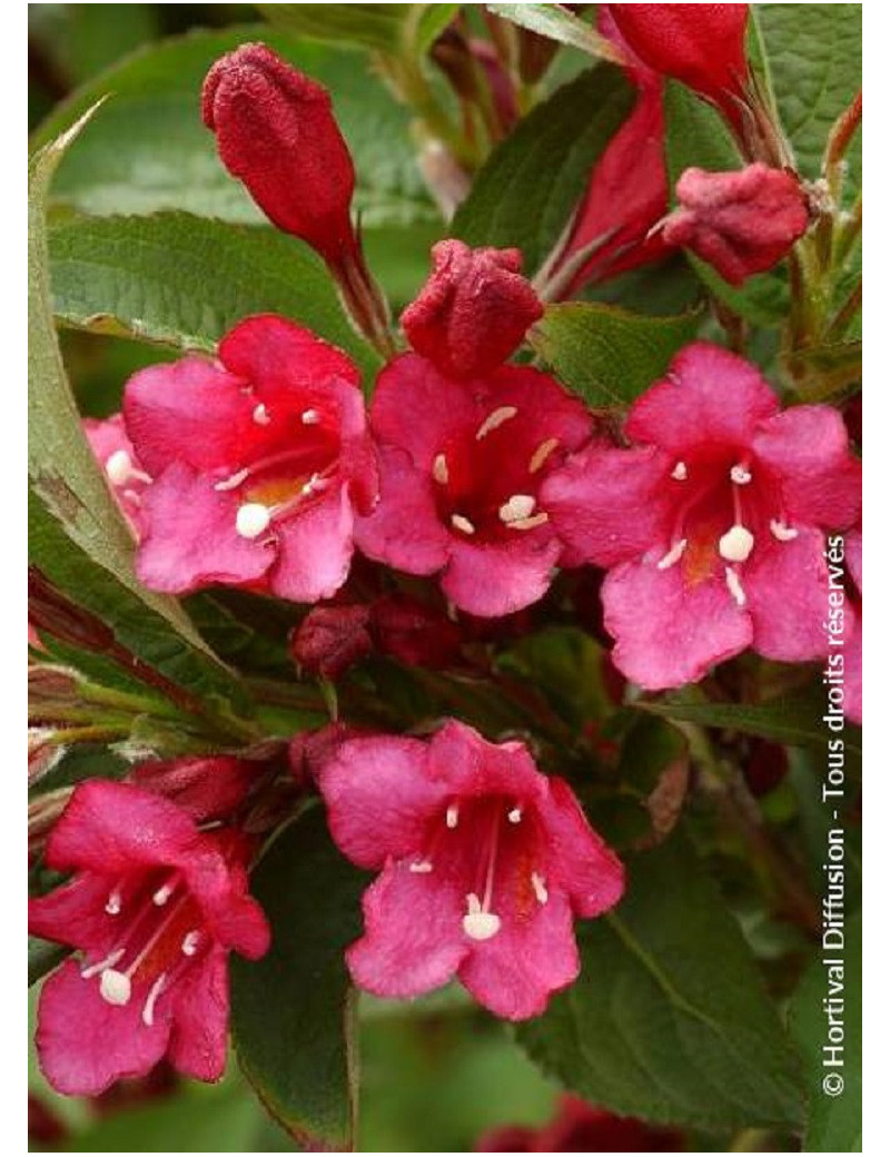 WEIGELA BRISTOL RUBY