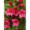 WEIGELA BRISTOL RUBY