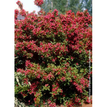 WEIGELA BRISTOL RUBY