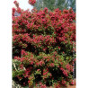 WEIGELA BRISTOL RUBY