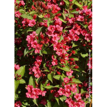 WEIGELA BRISTOL RUBY