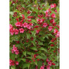 WEIGELA BRISTOL RUBY