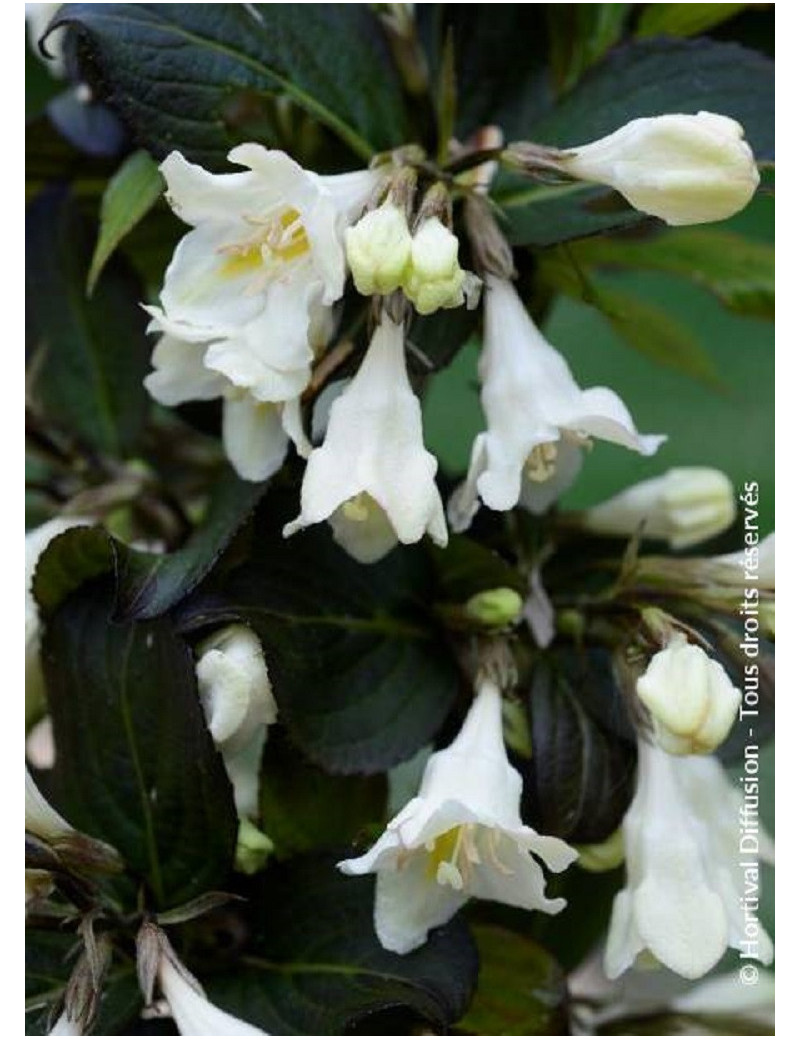 WEIGELA EBONY & IVORY