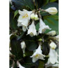 WEIGELA EBONY & IVORY