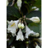 WEIGELA EBONY & IVORY