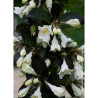 WEIGELA EBONY & IVORY