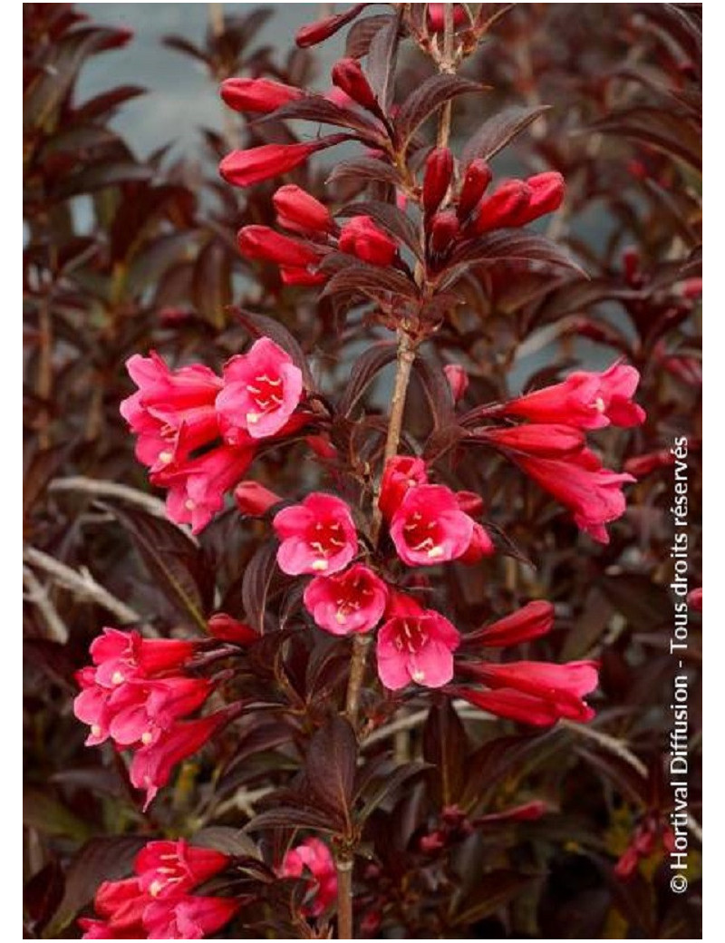 WEIGELA florida ALEXANDRA