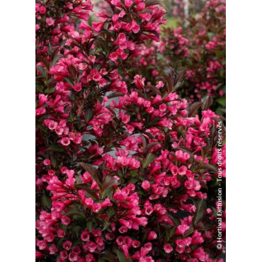 WEIGELA florida ALEXANDRA