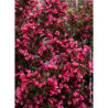 WEIGELA florida ALEXANDRA