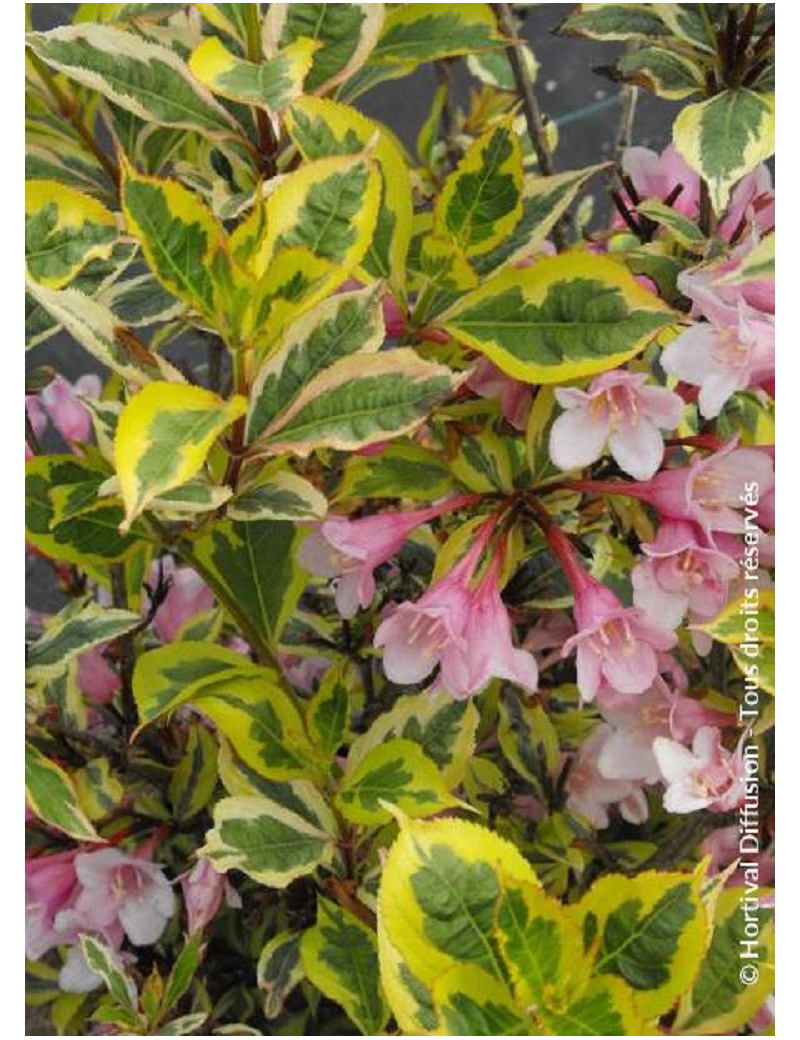 WEIGELA florida MAGICAL RAINBOW