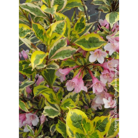 WEIGELA florida MAGICAL RAINBOW