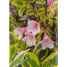 WEIGELA florida MAGICAL RAINBOW