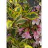 WEIGELA florida MAGICAL RAINBOW