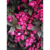 WEIGELA florida MINOR BLACK