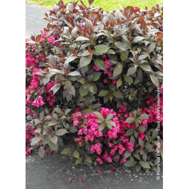 WEIGELA florida MINOR BLACK