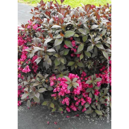 WEIGELA florida MINOR BLACK