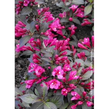 WEIGELA florida MINOR BLACK