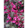 WEIGELA florida MINOR BLACK